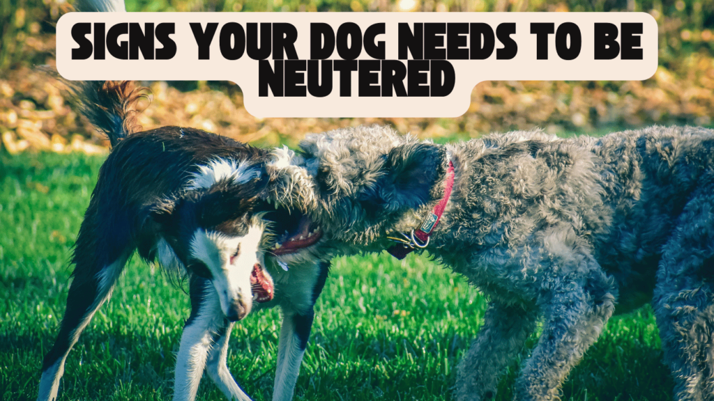 signs your dog needs to be neutered