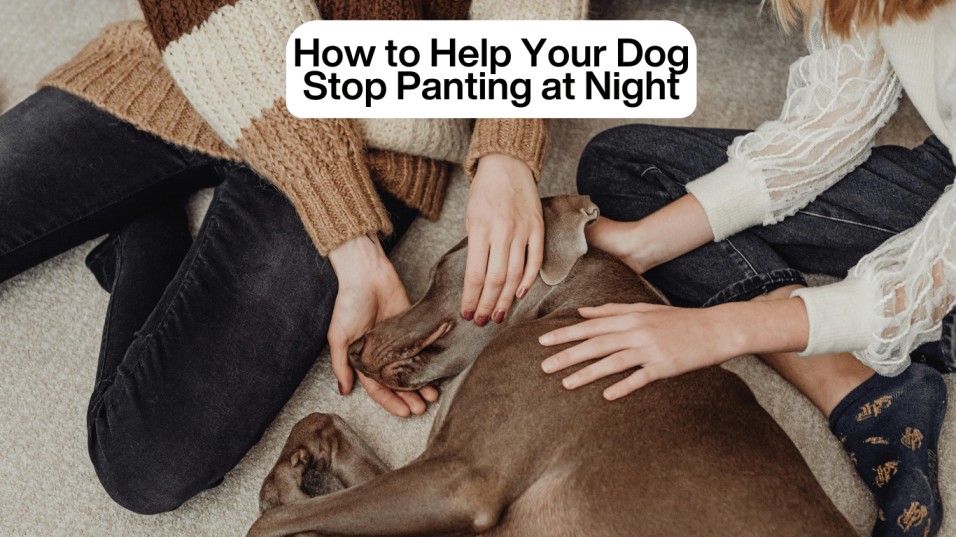 How to Help Your Dog Stop Panting at Night