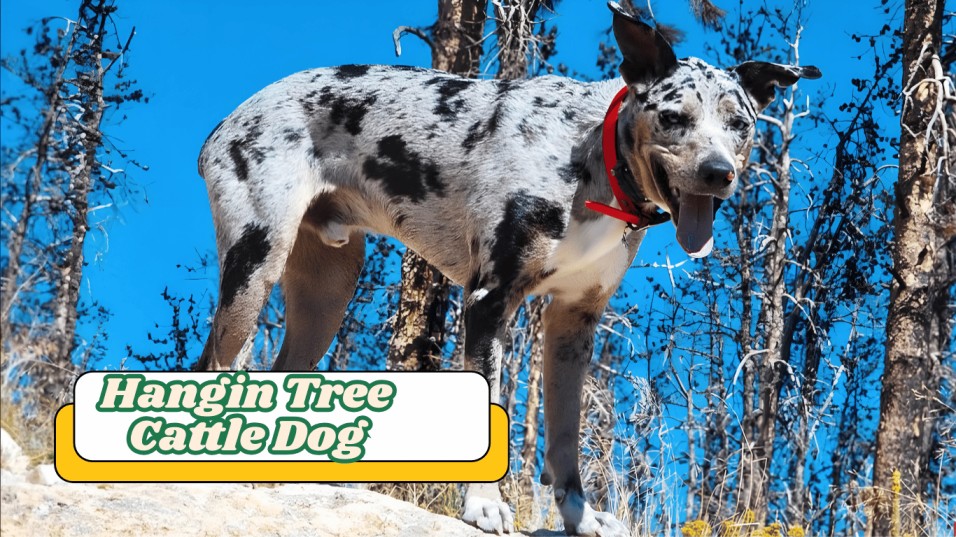 Hangin Tree Cattle Dog