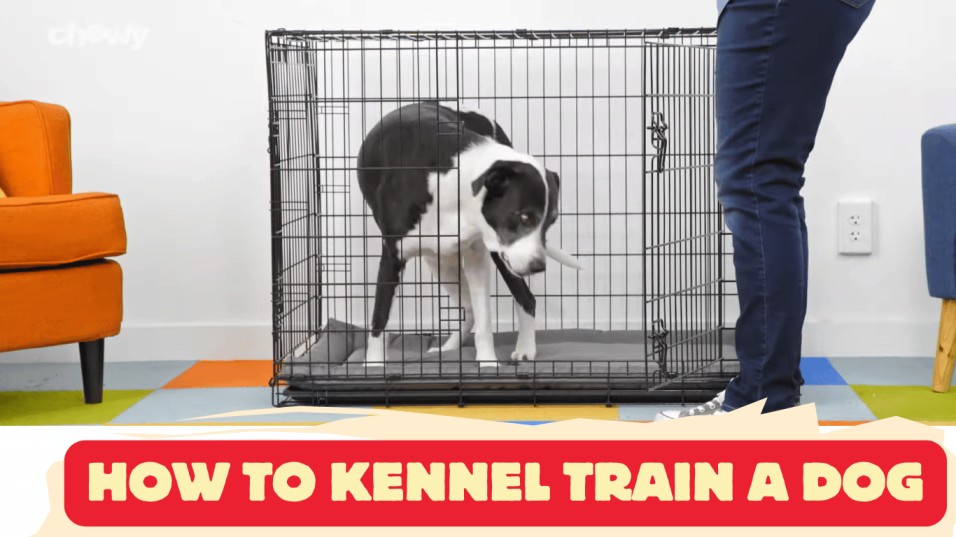 How to Kennel Train a Dog