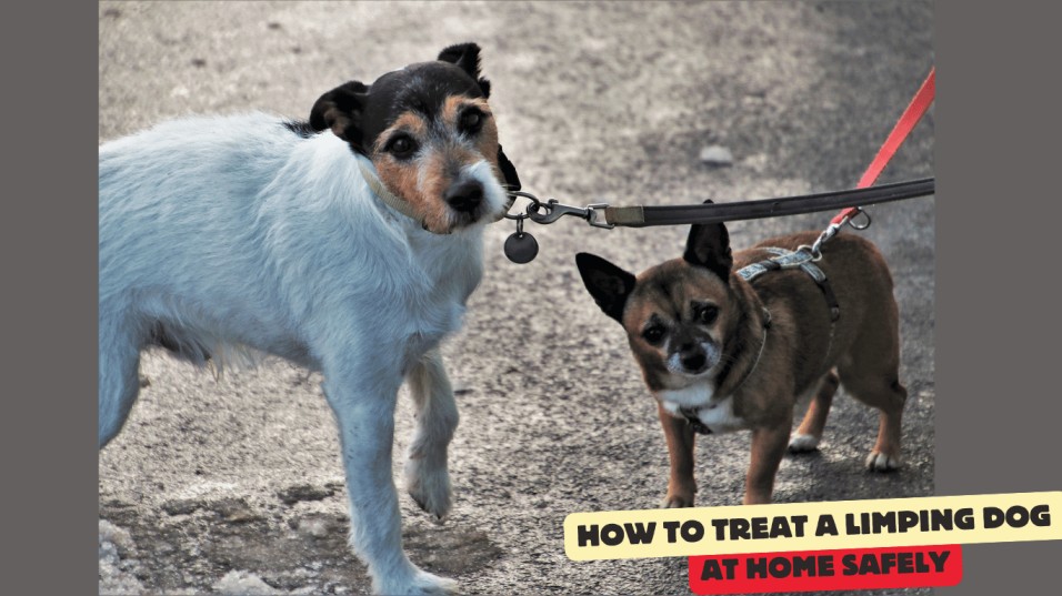 how to treat a limping dog at home