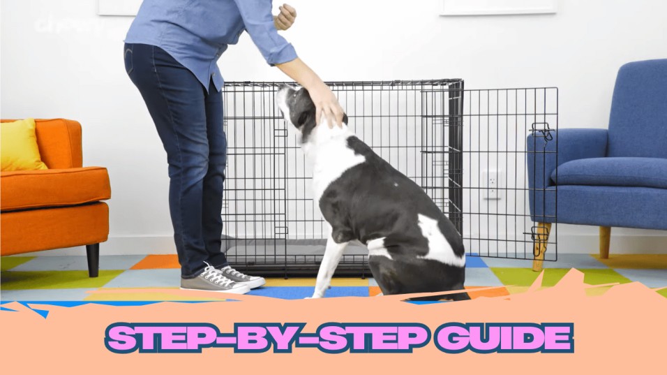 How to Kennel Train a Dog: Step-by-Step Guide