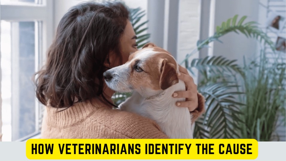  How Veterinarians Identify the Cause