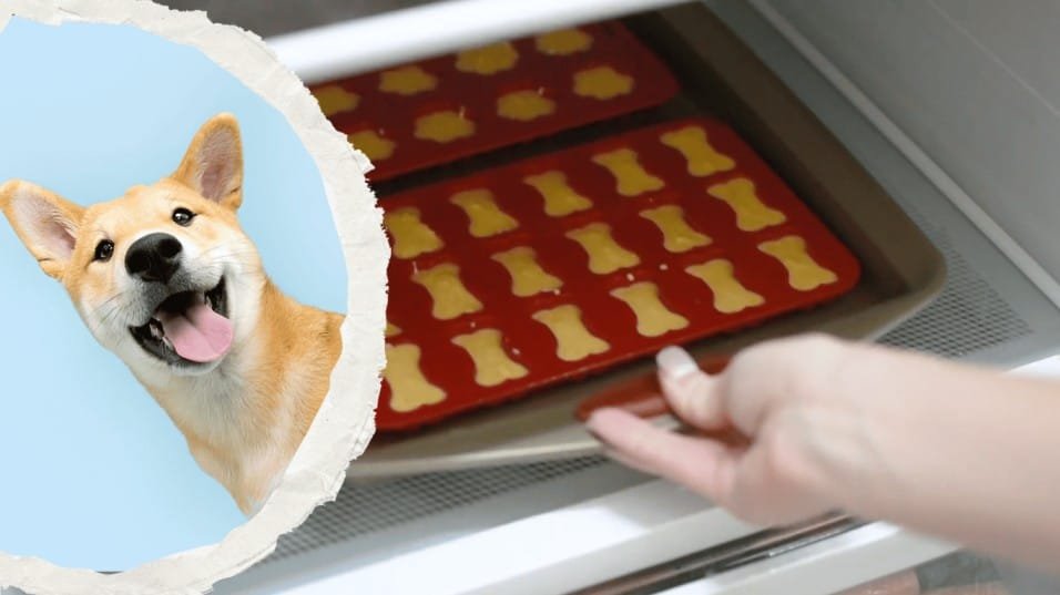 Can a Dog Eat Jello mypawsafe.com