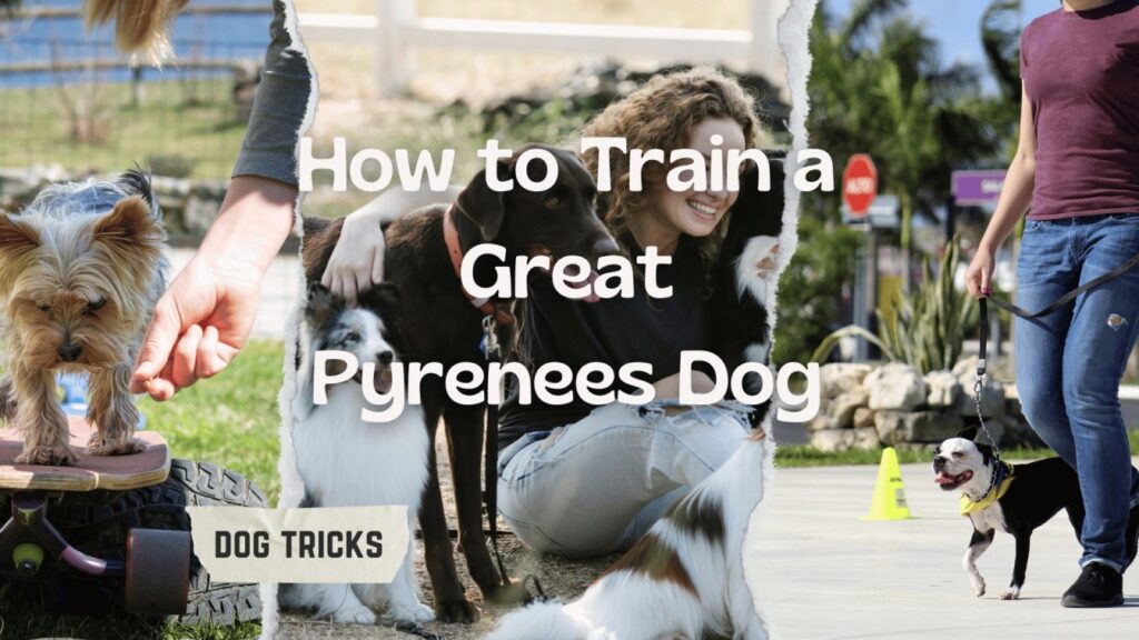 How to Train a Great Pyrenees Dog