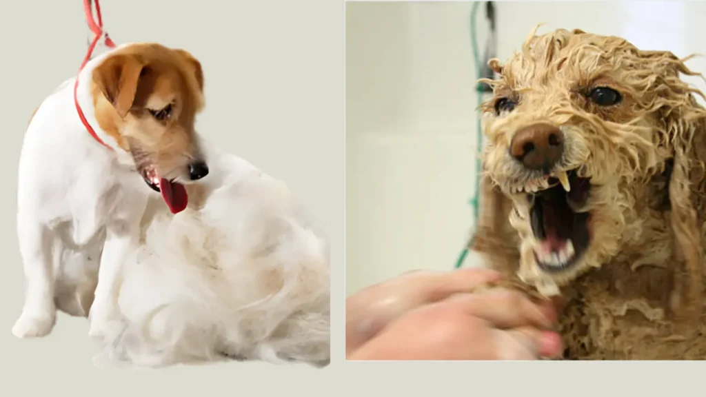 how long will my dog act weird after grooming