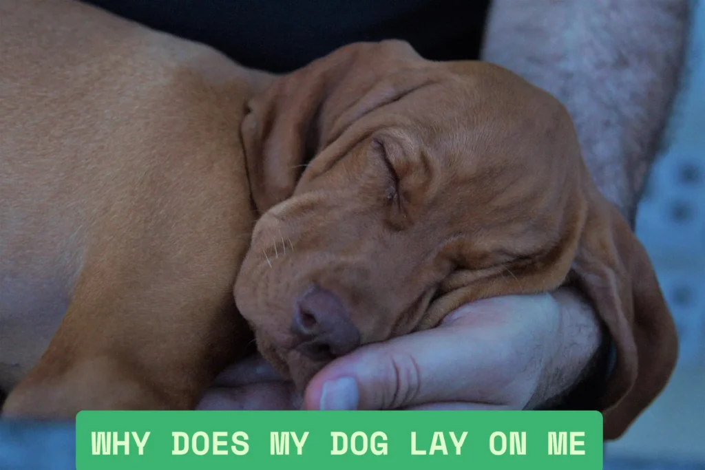 why does my dog lay on me