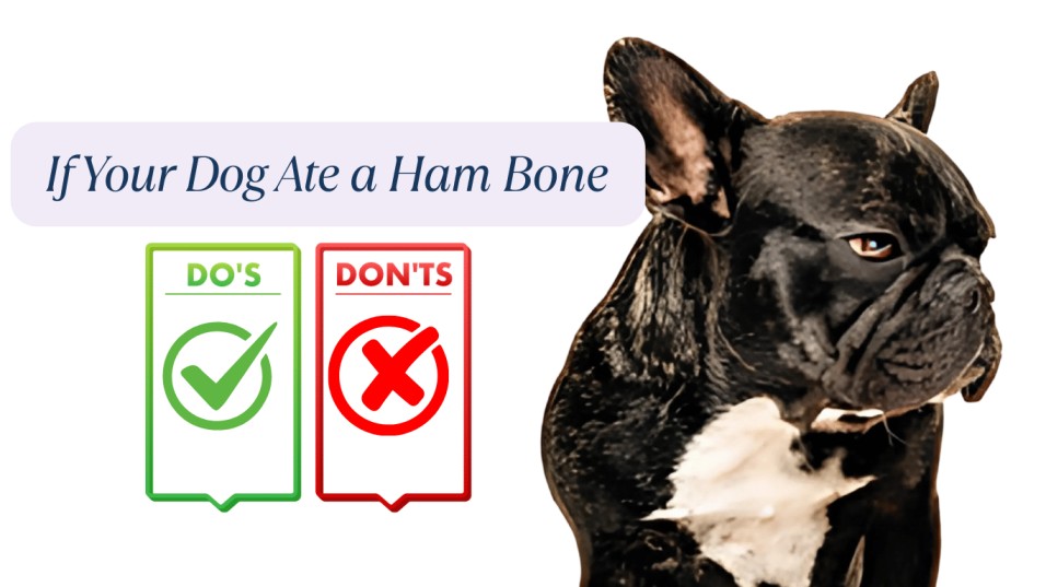 What to Do If Your Dog Ate a Ham Bone