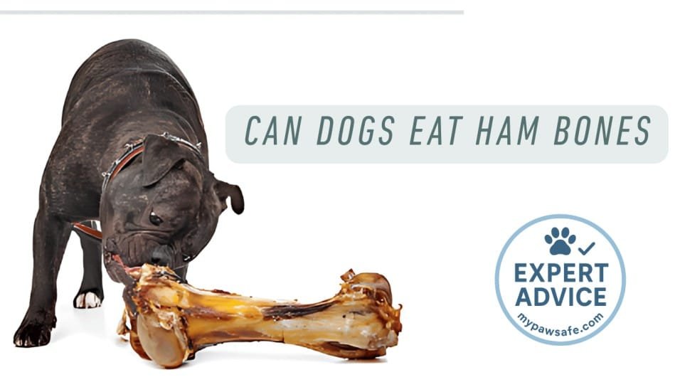 can dogs eat ham bones