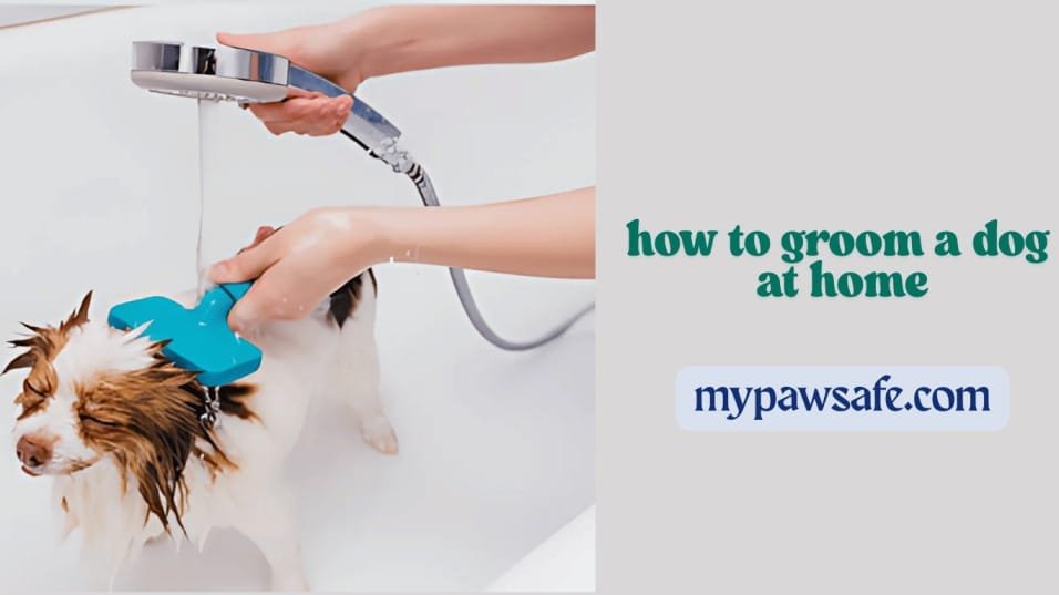 how to groom a dog at home mypawsafe