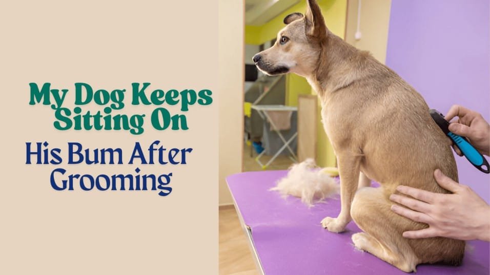 My Dog Keeps Sitting On His Bum After Grooming | mypawsafe