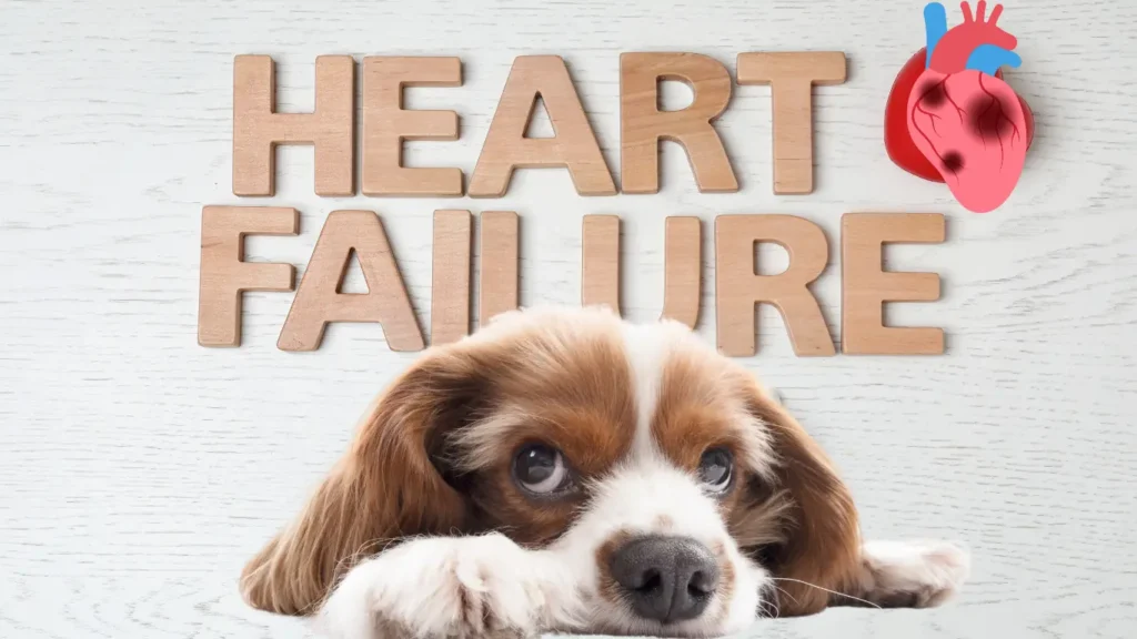 dog heart failure when to euthanize