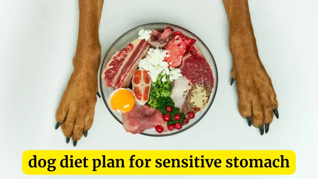 dog diet plan for sensitive stomach