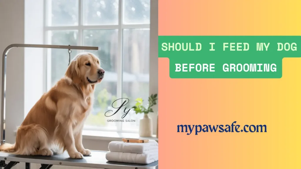 should i feed my dog before grooming
