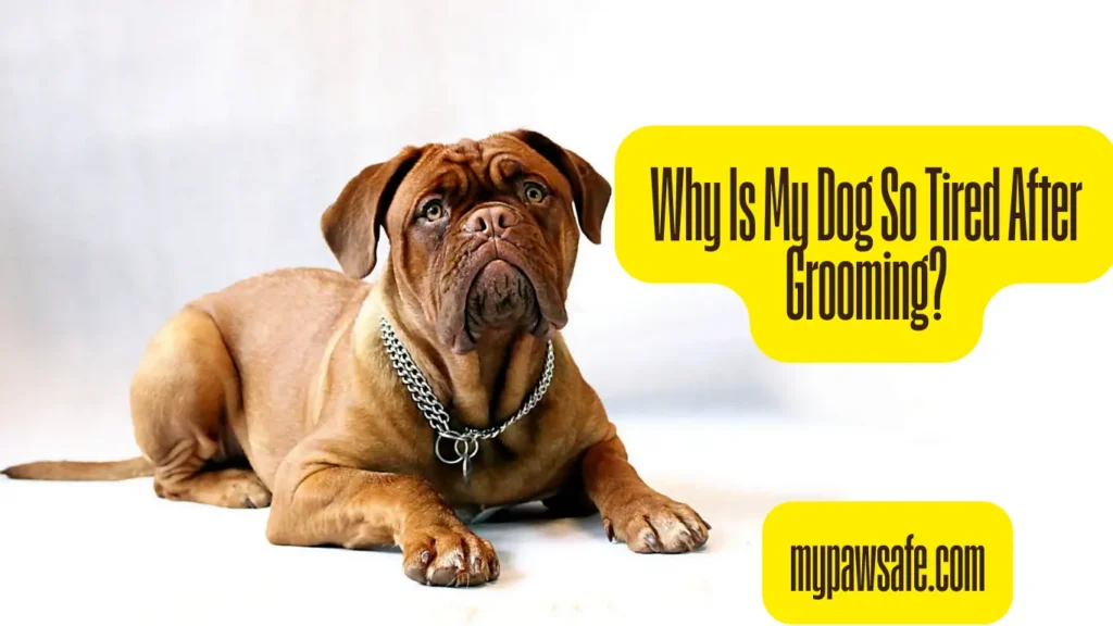 Why Is My Dog So Tired After Grooming?