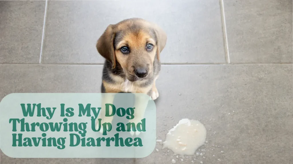 why does my dog have diarrhea and throwing up