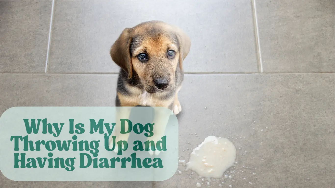 Detailed My Dog Has Diarrhea And Is Throwing Up White Foam Abstract Collection Detailed My Dog Has Diarrhea And Is Throwing Up White Foam Abstract Collection