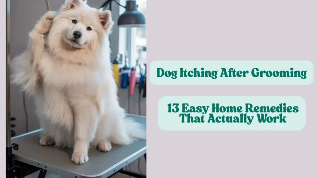 how to relieve dog itching after grooming home remedies