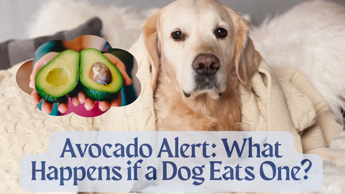 Image showcasing My Dog Ate Avocado: Danger or No Big Deal?