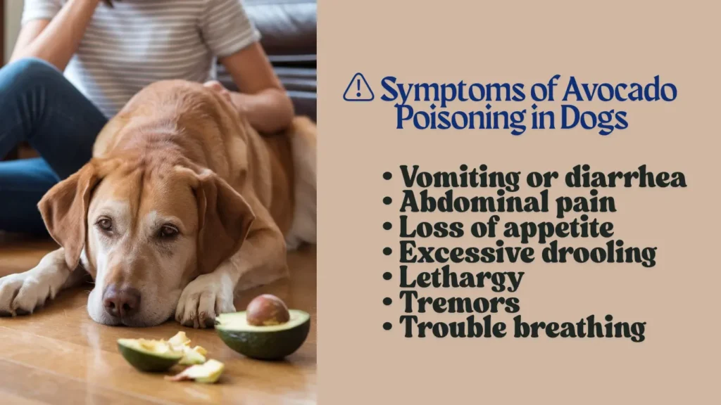 Symptoms of Avocado Poisoning in Dogs