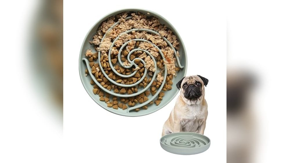 Best Slow Feeder Dog Bowl for Wet Food
