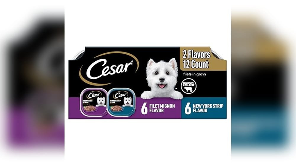 Best Wet Dog Food for Maltipoo