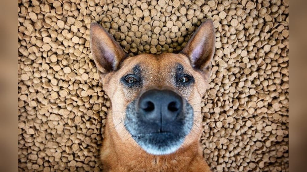 Grain Free Vs Grain Inclusive Dry Dog Food