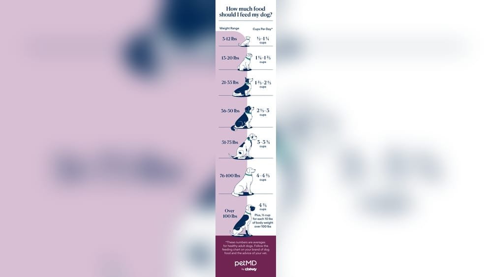 How Much Dry Dog Food Should I Feed