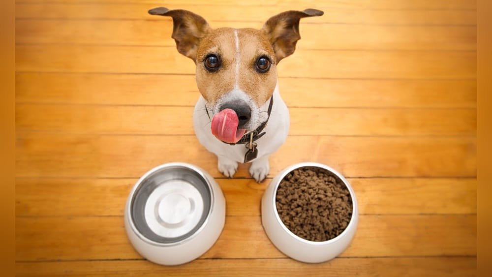 How to Choose the Best Dry Dog Food