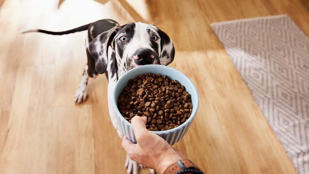 How to Read a Dry Dog Food Label