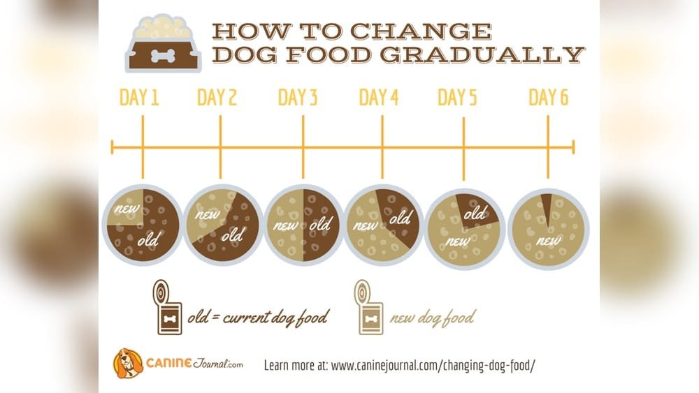 How to Switch Dry Dog Food