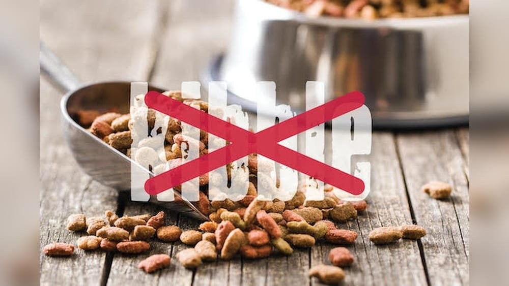 Is Dry Dog Food Good for Dogs