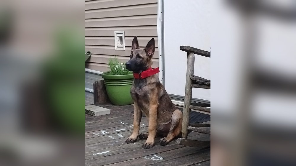 Belgian Malinois German Shepherd Mix: What to Expect