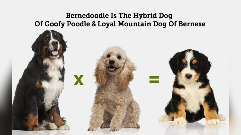 Bernese Mountain Dog Poodle Mix: Bernedoodle Guide