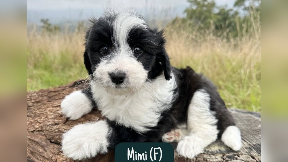 Border Collie Poodle Mix: Is It Hypoallergenic?