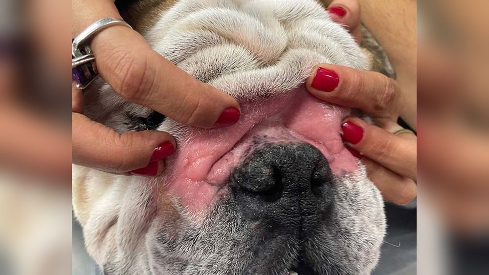 Bulldog Skin Folds: Cleaning Irritation And Infection Signs