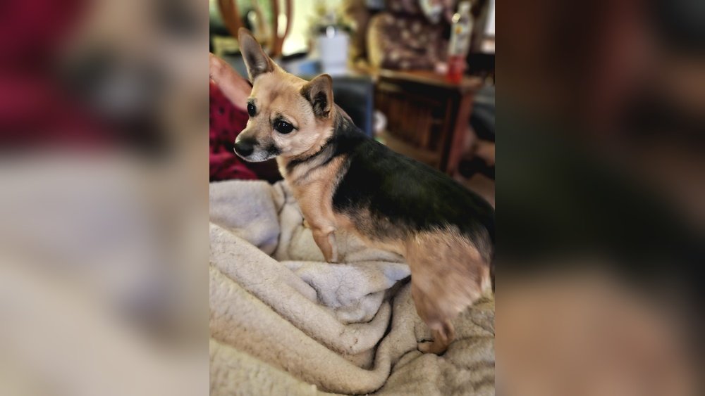 Chihuahua German Shepherd Mix: Is It Real And What Is It Called?