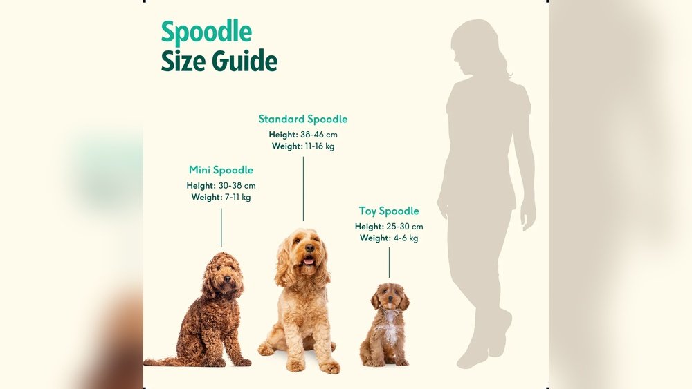 Cocker Spaniel Poodle Mix Full Grown: Cockapoo Size Guide