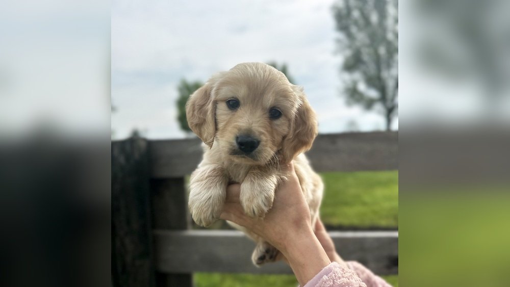 Dwarf Golden Retriever: Causes Size And Health Considerations