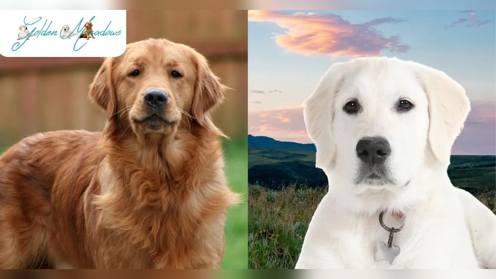 English Cream Golden Retriever: Color Temperament And Myths