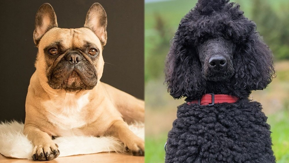 French Bulldog And Poodle Mix: Appearance Size And Temperament