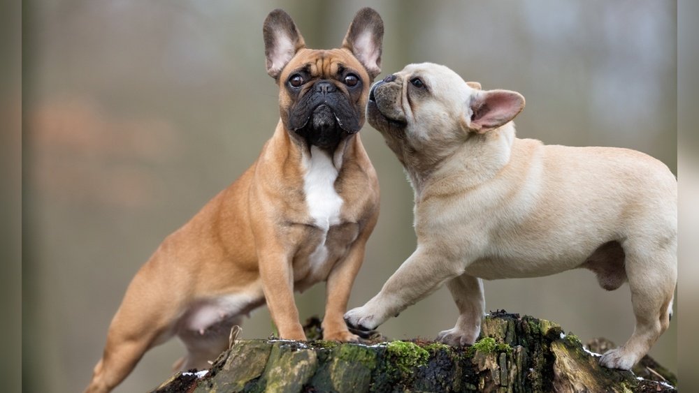 French Bulldog Body Structure: What Owners Should Know