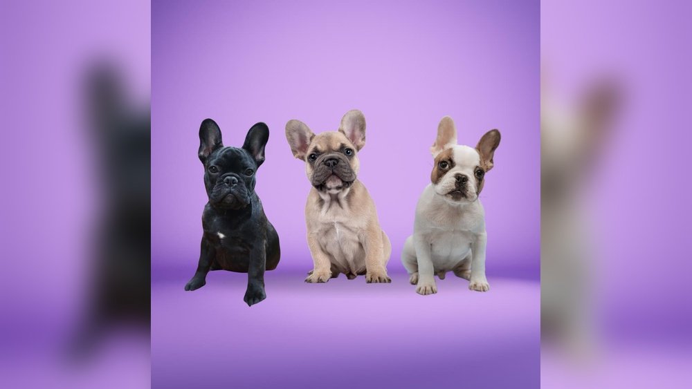 French Bulldog Puppy Training: First 30 Days at Home