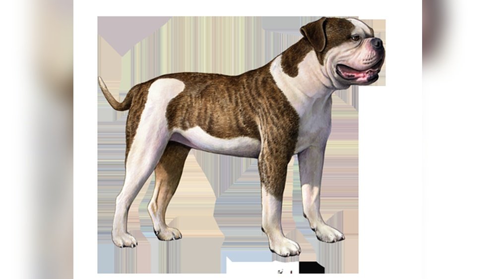 Full Grown Blue American Bulldog: Size Coat And Facts