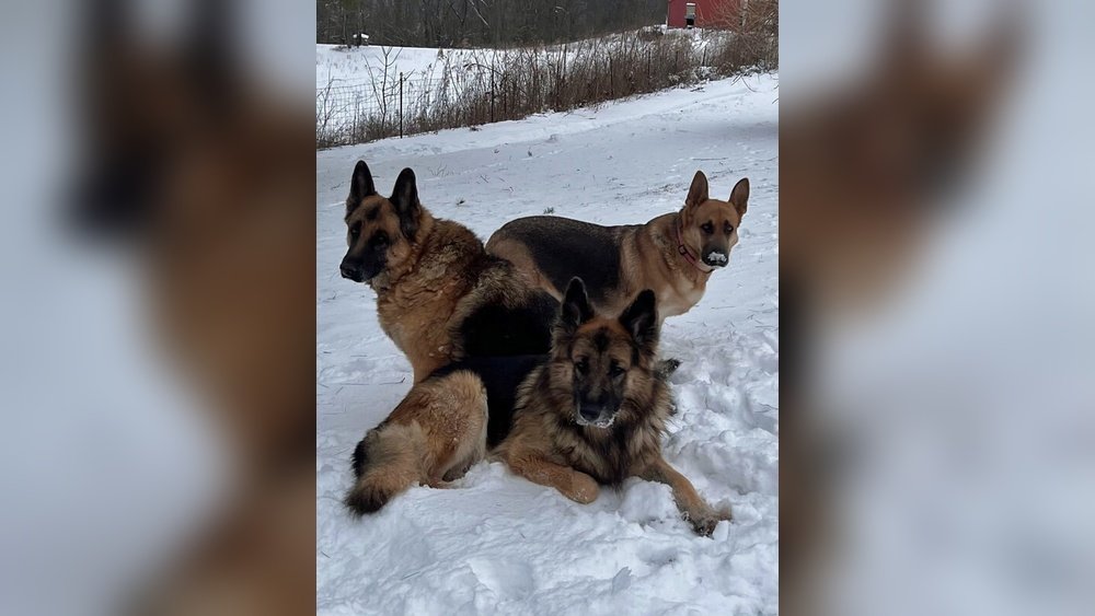 German Shepherd Coat Types: Single Double Plush And Long Coat