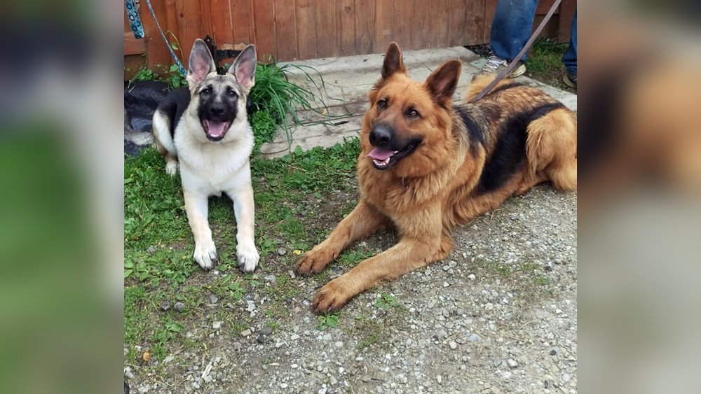 German Shepherd Colors Chart: Coat Colors And Patterns Explained