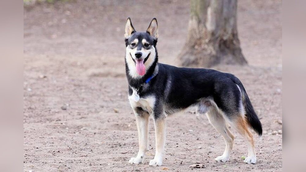 German Shepherd Husky Mix: Shepsky Full Grown Guide
