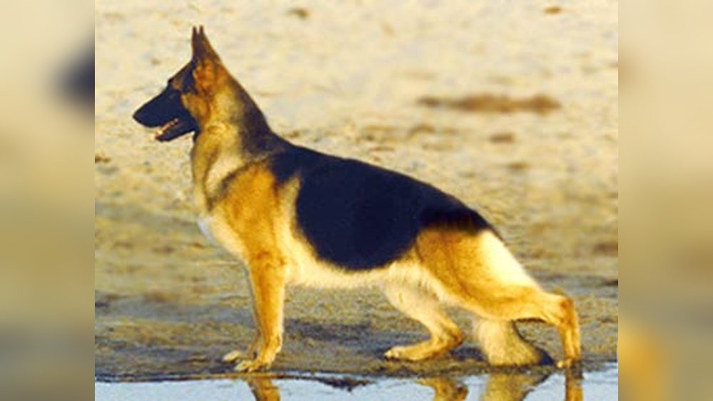 German Shepherd Show Dogs: Traits Lines And What Judges Look For