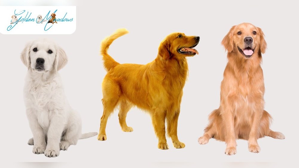 Golden Retriever Coat Colors: From Cream to Dark Golden