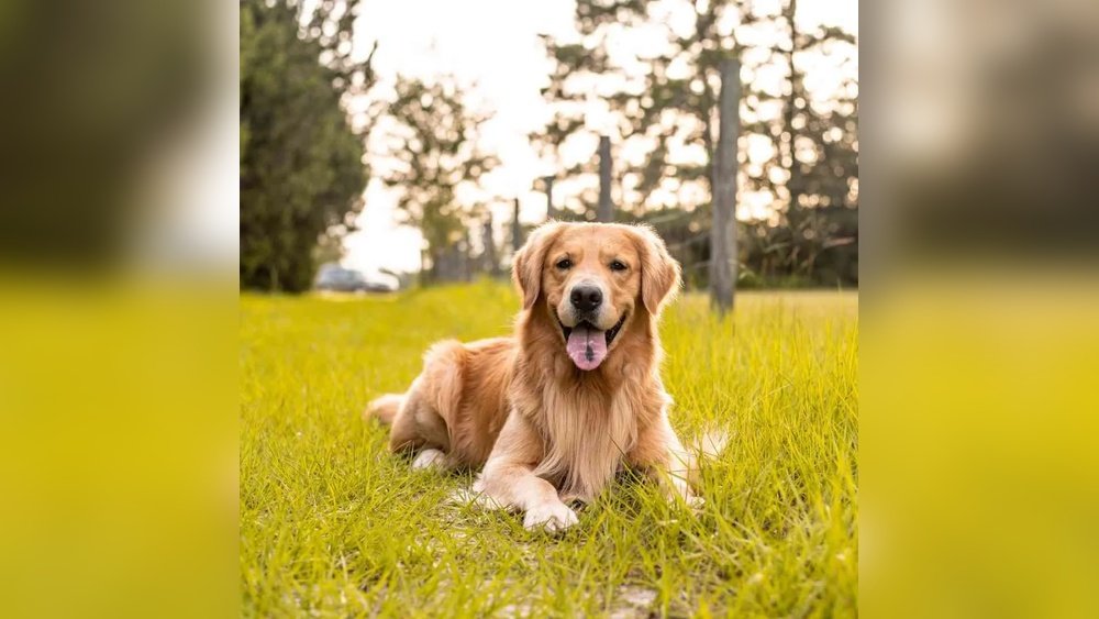 Golden Retriever Personality: What This Dog Is Really Like
